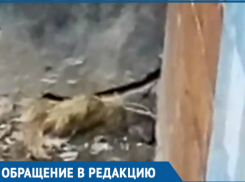 Огромные крысы поселились в общежитии в новой части Волгодонска