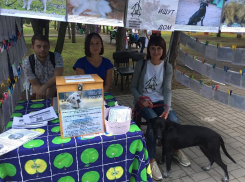 Неравнодушные волгодонцы пожертвовали деньги на бездомных животных 