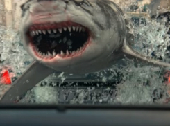 Волгодонских водителей попросили не упираться во впереди едущие автомобили