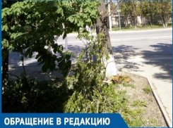 Дерево размером с автомобиль упало возле пешеходного перехода в Волгодонске
