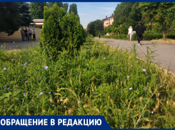 «Нет сил терпеть это безобразие»: жители бульвара Великой Победы задыхаются от амброзии