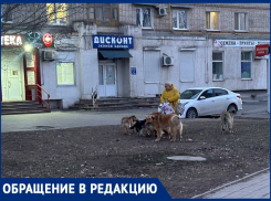 «Эти собаки постоянно нападают на прохожих»: пенсионерка прикормила стаю собак на остановке «Площадь Победы»