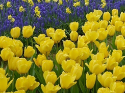 На коллегии администрации в Волгодонске каждому предпринимателю выдали по луковице