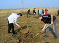 Порядка двух с половиной тысяч деревьев посадили в Волгодонске в Год экологии