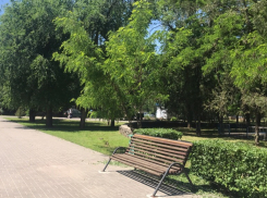 Сертификаты на покупку саженцев деревьев и кустов получат лучшие ТОСы Волгодонска