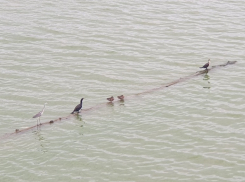 Плавучий отель для птиц появился на Сухо-Соленовском заливе около нового моста
