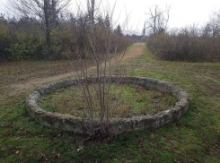 Волгодонский дендрарий намерены спасти и возродить