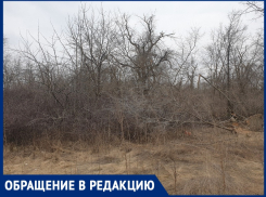 «Все кладбище выгорит!»: волгодончанка в шоке от древесных завалов вокруг старого кладбища 