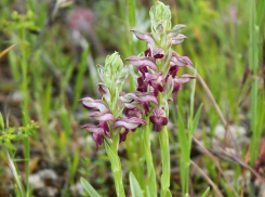 Редкую дикую орхидею с запахом клопов можно найти на берегу Цимлянского водохранилища