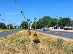 «Засохнут - посадим новые»: почему на Прибрежной в 40-градусную жару высаживают тополя