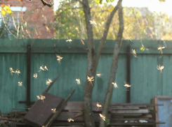 Волгодонск снова захватили полчища мошкары - читатель 