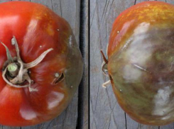 Миссия волгодонцев – спасти помидоры от страшной фитофторы