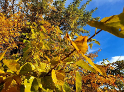 Теплая и солнечная погода сохранится в среду в Волгодонске 