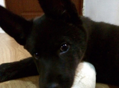 Спасенного с улицы щенка Чака убили выстрелом в голову недалеко от нового дома