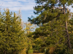 Как в 80-х «неизвестные хищники» рубили елки в волгодонском дендрарии