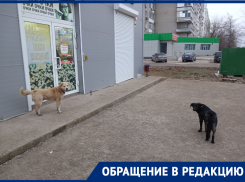 «Грязных собак запускают в аптеку»: Волгодончанка снова поднимает вопрос о бездомных псах