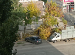 Спиливавших здоровые деревья на Кошевого волгодонцев привлекут к ответственности