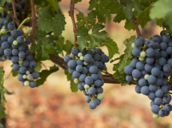 О необычных сортах винограда Тимур и Аркадия