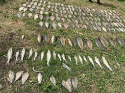Ущерб на 200 000 рублей: браконьеров из Азовского района задержали на берегу реки Цимла