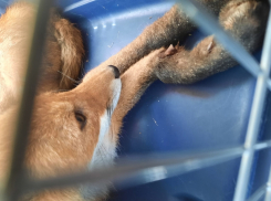 Водитель сбил отставшего от стаи лисенка в квартале В-9