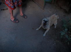 С угрозой бешенства столкнулись населенные пункты Волгодонского района