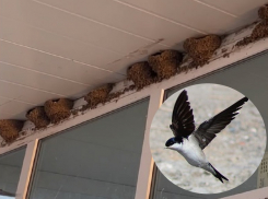 Сотни ласточек построили гнезда из глины и слюны рядом с кафе в станице Романовской  на радость людям