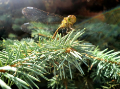 С дождя, жары и духоты начнется новая рабочая неделя в Волгодонске 