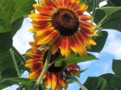 Жарко и малооблачно будет в Волгодонске в среду