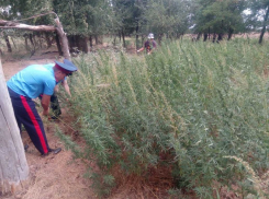 За год в Волгодонске скосили почти тонну конопли 