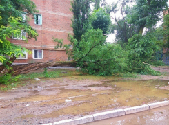 В одном из дворов Волгодонска во время дождя рухнуло большое дерево