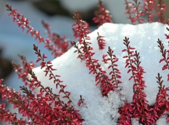 Как уберечь многолетние цветы от грядущих заморозков и морозов