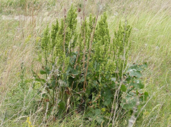 Лошади не едят, а люди собирают: вся правда о «конском» щавеле и его удивительных свойствах