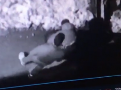 «Закладчики» разрыли газон на проспекте Строителей