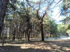 Ограничение на пребывание в лесах введено в Волгодонске  и близлежащих районах 