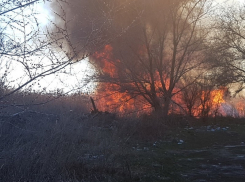 В Волгодонске специально подожгут заросли тростника на заливе