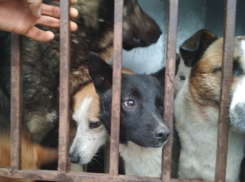 Стаю из пяти бездомных собак выловили в Волгодонске в районе администрации