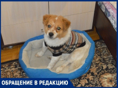 «Ротвейлер искусал нашего маленького пса»: волгодончанка рассказала о нападении на их собаку