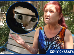 Брошенный котенок месяц живет один в запертой квартире в Волгодонске