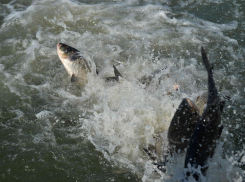 Озвучены планы по заселению Цимлянского водохранилища рыбами-камышеедами
