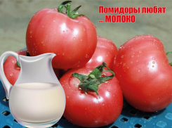 А вы знаете, что помидоры любят… молоко