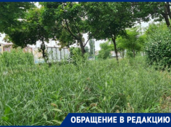 «Рассадник клещей и змей»: жители нескольких районов города просят убрать высокие заросли травы