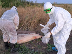 Павших от неизвестной причины смерти свиней сожгли в Цимлянском районе