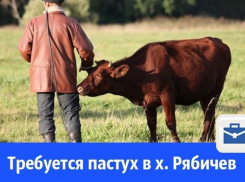 Требуется пастух в хутор Рябичев