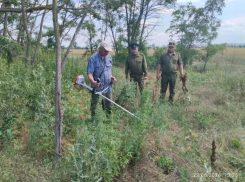 «Конопле – бой!»: полицейские вместе с казаками уничтожили  очаг дикорастущей «дури»