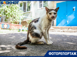«Они не знают, что существует человеческая ласка»: как живут бездомные коты Волгодонска