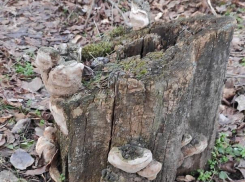 За вырубку акации и вяза в Волгодонске мужчина получил условный срок 