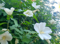 До +39 градусов прогреется воздух в Волгодонске сегодня 