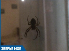 «Гадина размером с мобильный телефон»: волгодонцы обеспокоены появлением больших пауков в дачных кооперативах