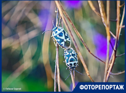Пляжи, диковинные жуки, жара, июль: красоты лета в Волгодонске и окрестностях в ярком фоторепортаже 