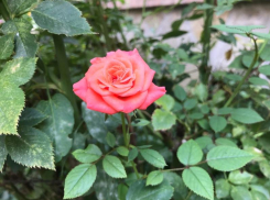 До +27 градусов прогреется воздух в Волгодонске сегодня 